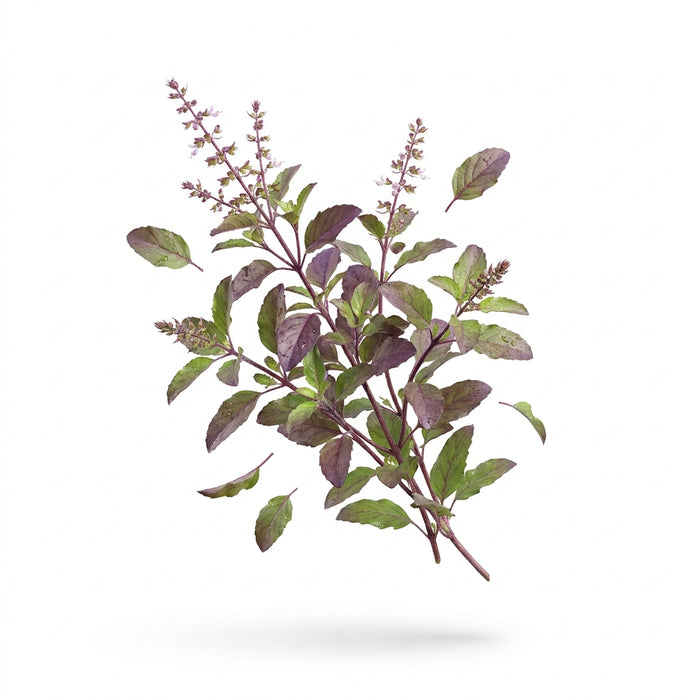 Albahaca sagrada (tulsi)