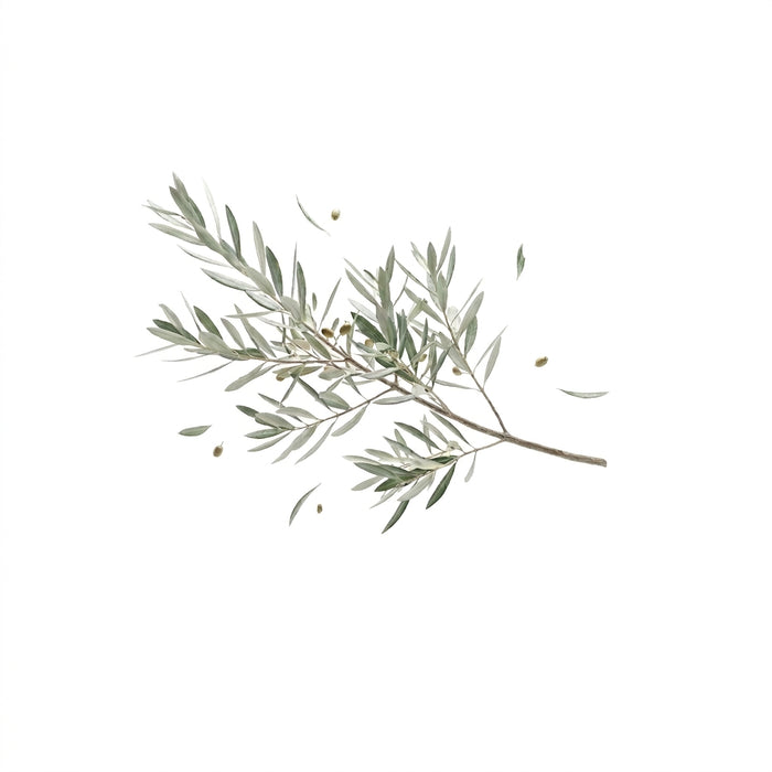 Hoja de olivo